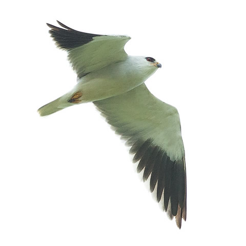 Black-shouldered Kite in flight
